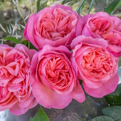 Rosa 'Meinostair' PP 28,659  - Bloomables® Sweet Mademoiselle™ Rose