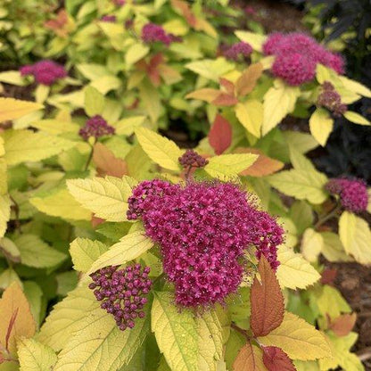 Spiraea japonica 'NCSX1'  - Double Play® Candy Corn® Spirea