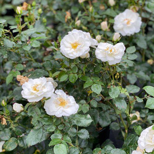 Rosa 'Bozmillwin' PP28197   - PW® Color Choice® Oso Easy Ice Bay® Rose