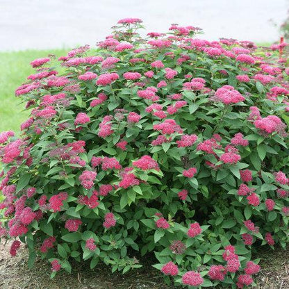 Spiraea japonica 'SMNSJMFR' PP#26,993  - Double Play® Red Spirea