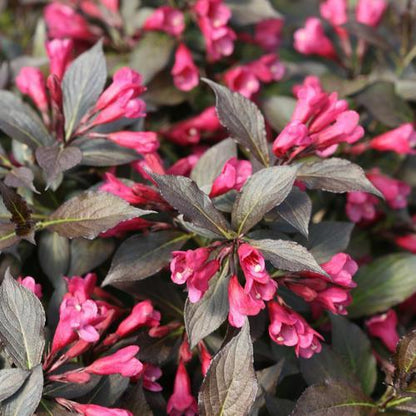 Weigela florida 'Bokraspiwi' PP23,781  - Spilled Wine® Weigela