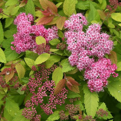 Spiraea x 'Tracy' USPP 21,588  - Double Play® Big Bang Spirea