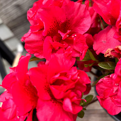 Rhododendron ‘Roblez’  - Encore® Autumn Fire™ Azalea