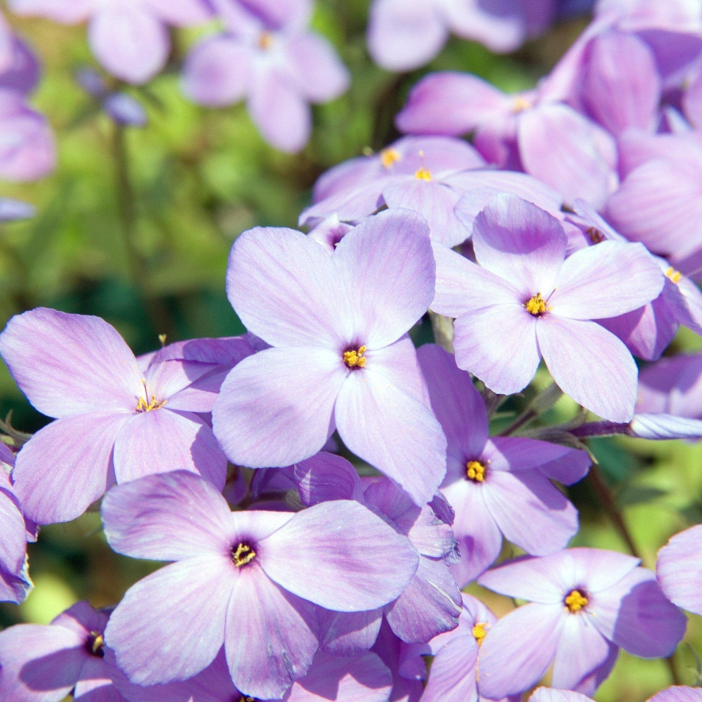 Phlox stolonifera 'Sherwood Purple'  - Sherwood Purple Creeping Phlox
