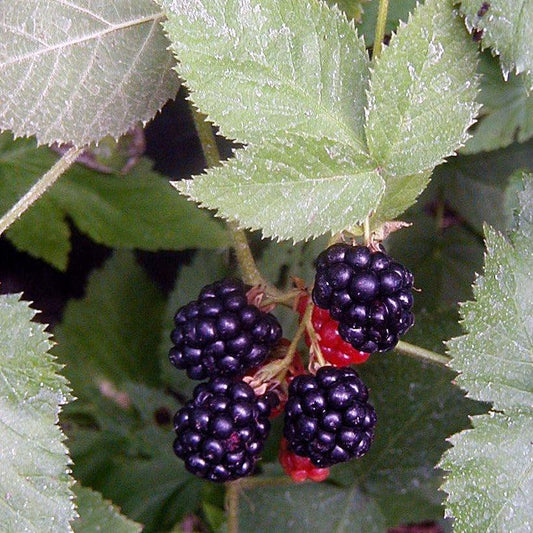 Rubus 'Black Satin'  - Black Satin Blackberry