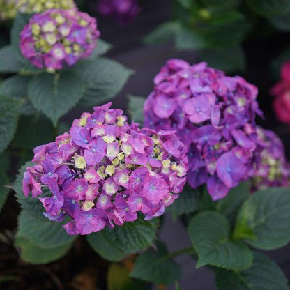 Hydrangea macrophylla 'SMNHMP' USPP 32,514  - Let's Dance® Big Band® Hydrangea