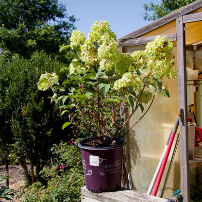 Hydrangea paniculata 'Renba' PP28,509  - First Editions® Berry White® Hydrangea