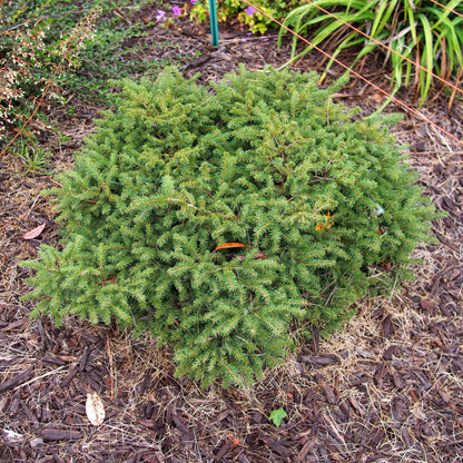 Picea abies 'Nidiformis'  - Bird's Nest Spruce