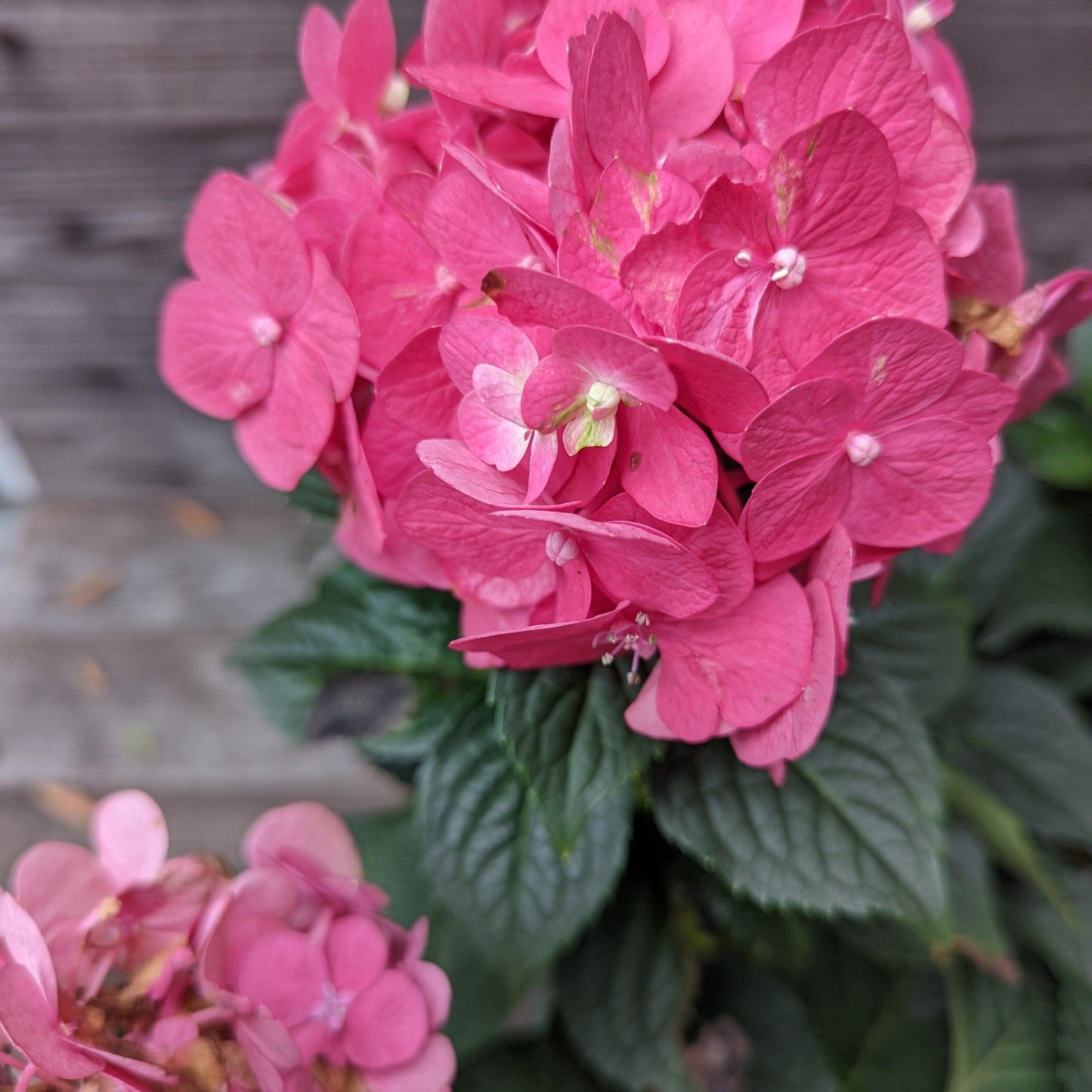 Hydrangea macrophylla 'Bailmacfive’ PP30,359  - Endless Summer® Summer Crush® Hydrangea