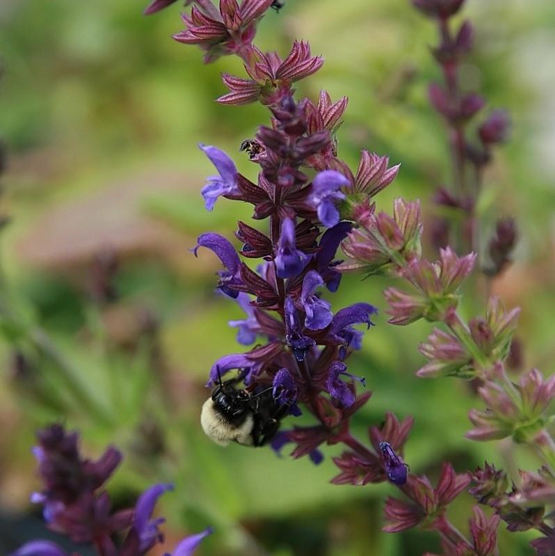 Salvia nemorosa 'Haeumanarc'  - Marcus® Meadow Sage