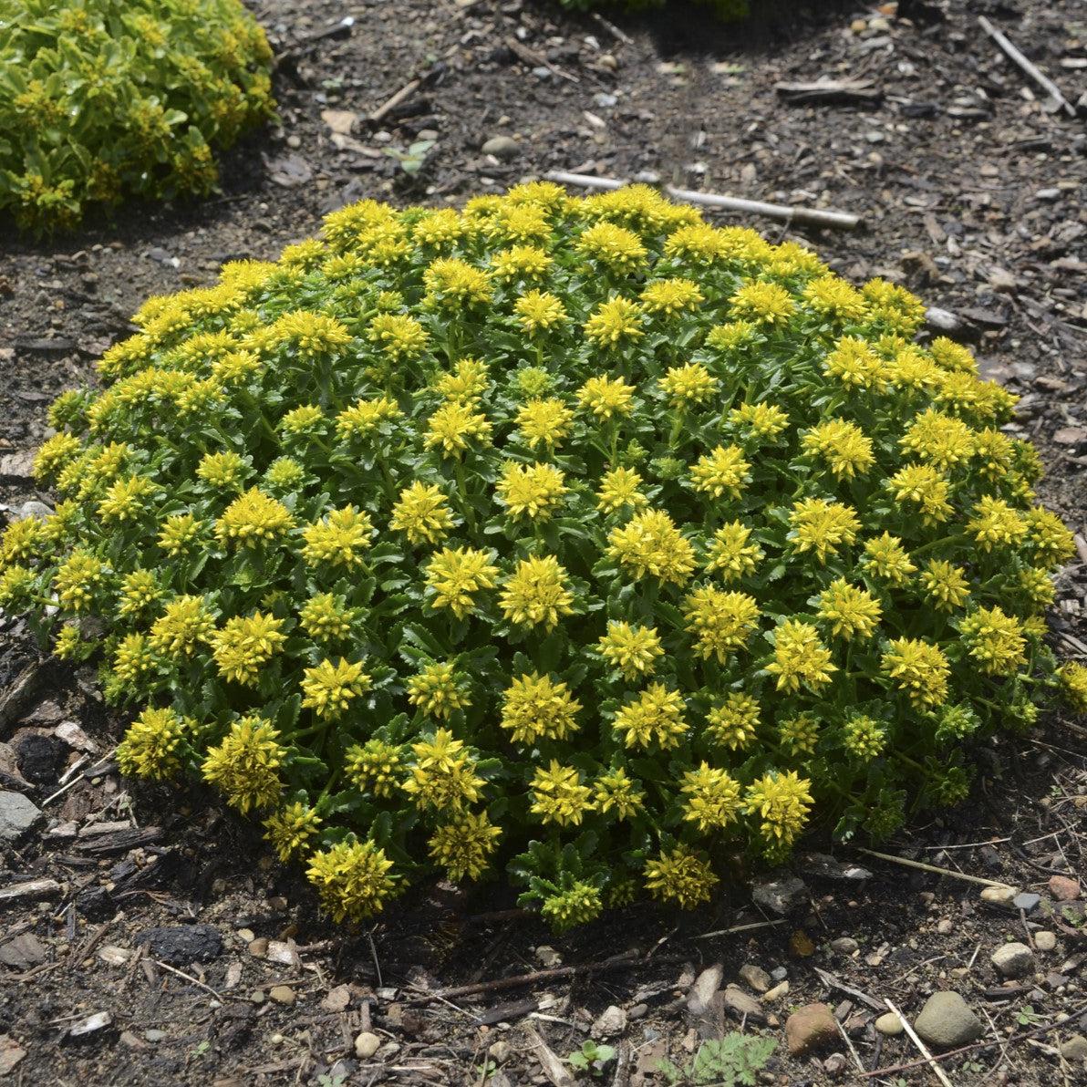 Sedum kamtschaticum 'Little Miss Sunshine'  - Little Miss Sunshine Stonecrop