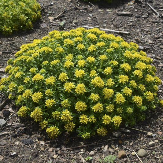 Sedum kamtschaticum 'Little Miss Sunshine'  - Little Miss Sunshine Stonecrop