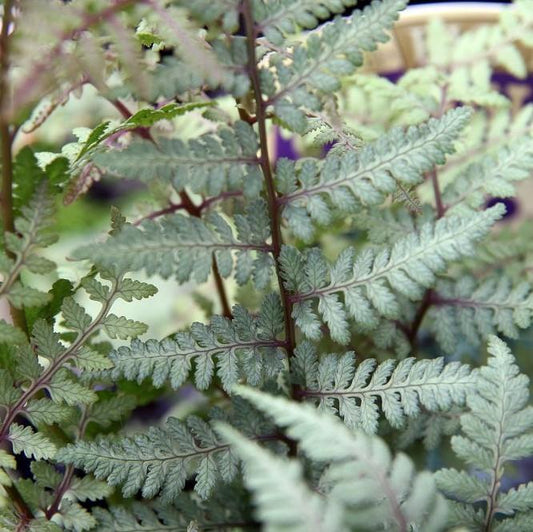 Athyrium 'Ghost'  - Ghost Fern