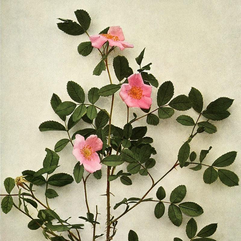 Rosa virginiana  - Virginia Rose