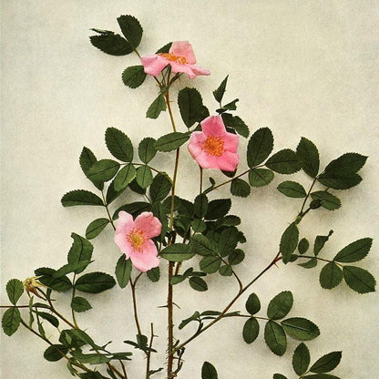 Rosa virginiana  - Virginia Rose
