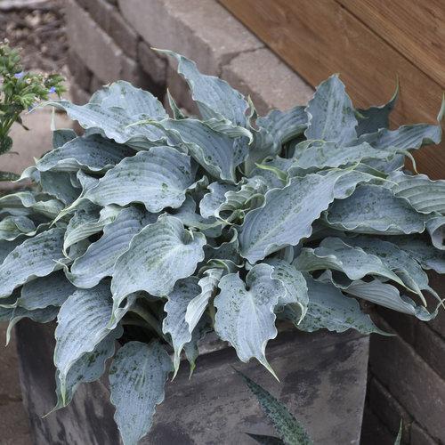 Hosta 'Waterslide' PP30303  - PW® Shadowland® 'Waterslide' Hosta