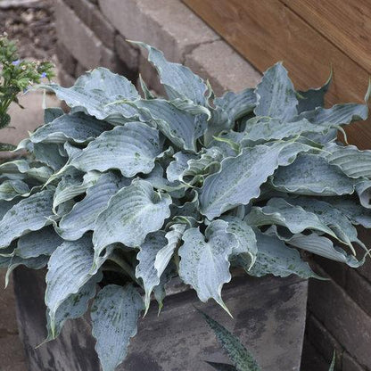 Hosta 'Waterslide' PP30303  - PW® Shadowland® 'Waterslide' Hosta
