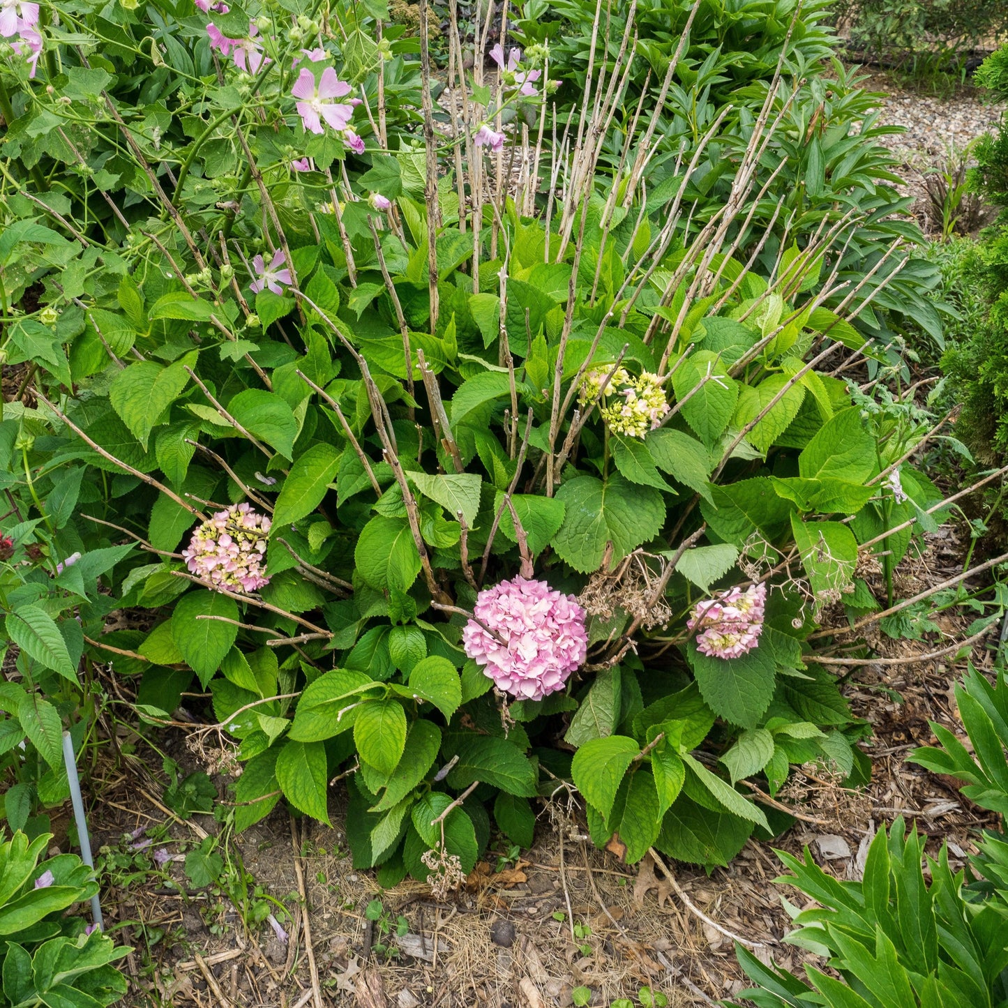 Hydrangea macrophylla 'Bailmer’  - Endless Summer® The Original Hydrangea