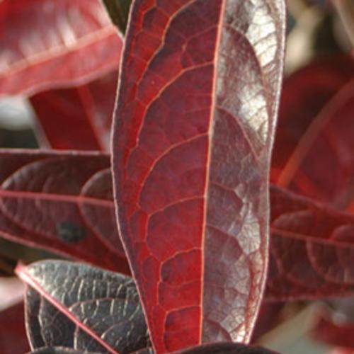 Viburnum nudum 'Bulk'  - Brandywine™ Viburnum