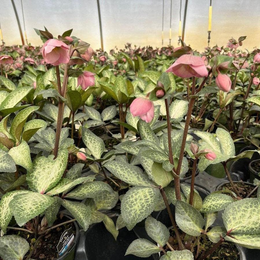 Helleborus x hybridus 'EPB 29'  - FrostKiss™ Dorothy's Dawn® Lenten Rose