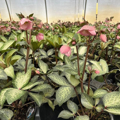 Helleborus x hybridus 'EPB 29'  - FrostKiss™ Dorothy's Dawn® Lenten Rose