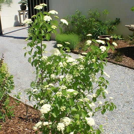 Viburnum dentatum 'Christom'  - Blue Muffin® Arrowwood Viburnum
