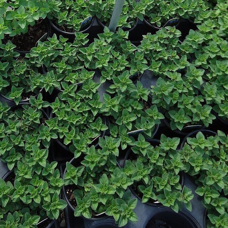 Origanum vulgare subsp. hirtum  - Greek Oregano