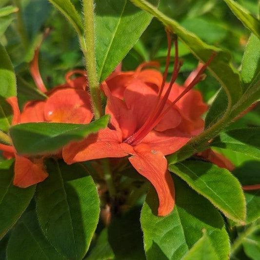 Rhododendron calendulaceum  - Flame Azalea
