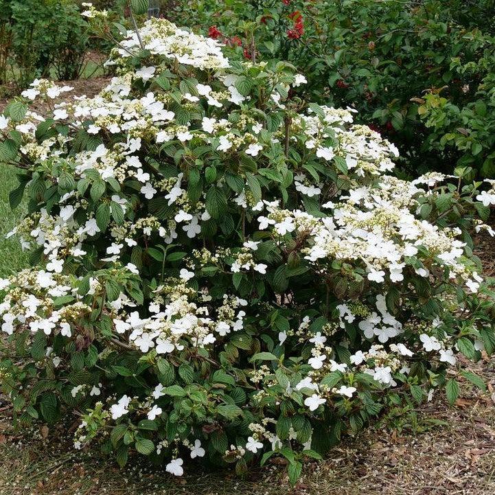 Viburnum plicatum var. tomentosum 'NCVP1'  - Steady Eddy® Doublefile Viburnum