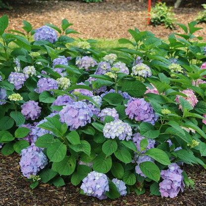 Hydrangea macrophylla × serrata 'SMNHSME'  - Let's Dance® Sky View® Hydrangea