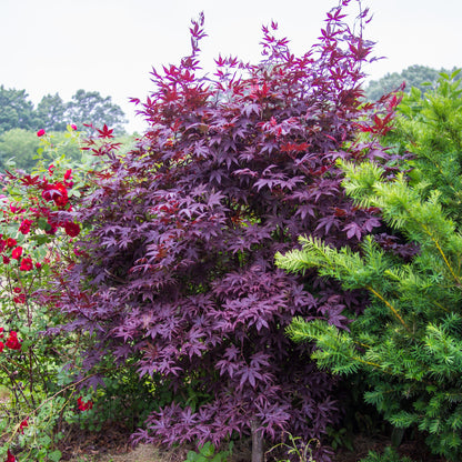 Acer palmatum 'Bloodgood'  - Japanese Maple 'Bloodgood'