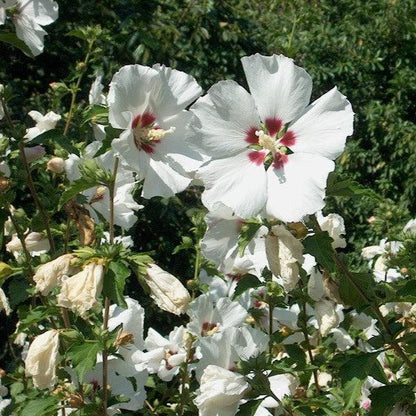 Hibiscus syriacus 'Red Heart'  - Red Heart Hibiscus