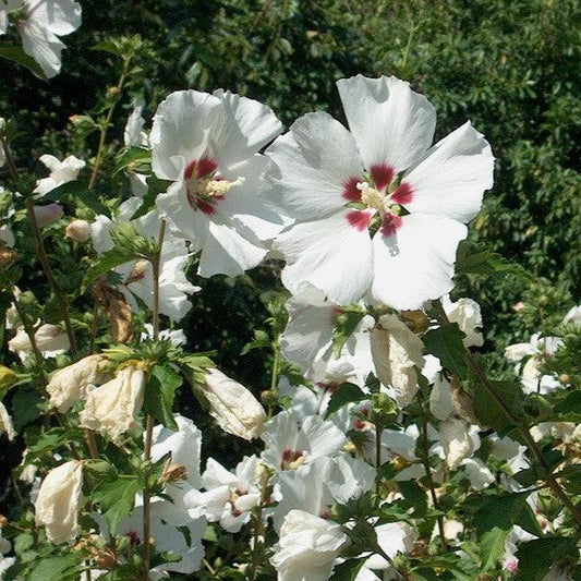 Hibiscus syriacus 'Red Heart'  - Red Heart Hibiscus