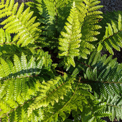 Polystichum polyblepharum  - Tassel Fern