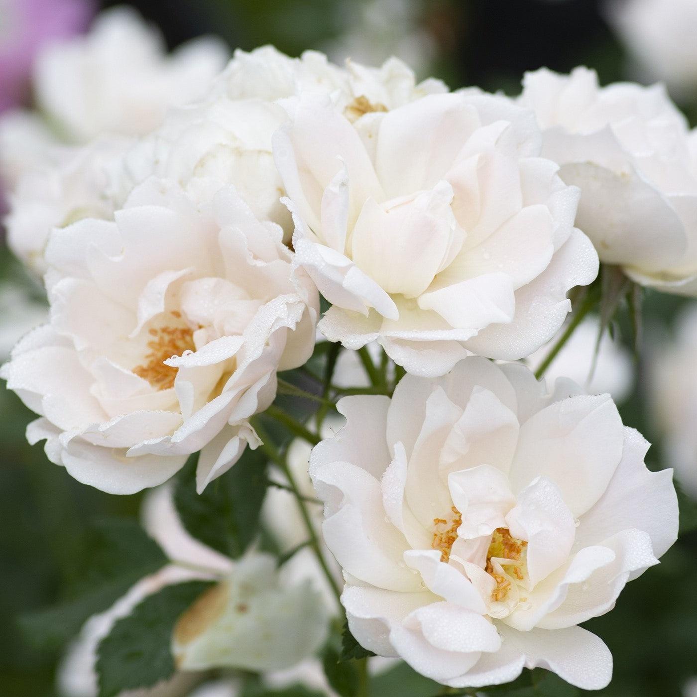 Rosa 'Meiradena'  - Icecap™ Rose