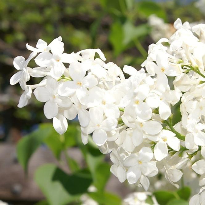 Syringa x oblata 'Betsy Ross'  - Betsy Ross Lilac