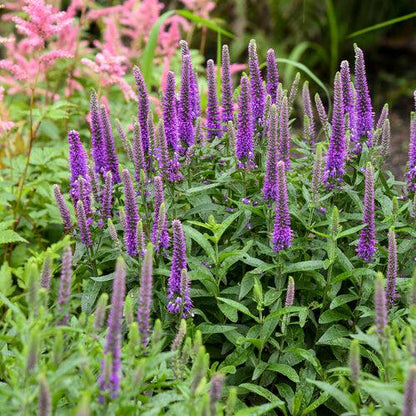 Veronica 'Purple Illusion' PP31301  - PW® Magic Show® Purple Illusion Veronica