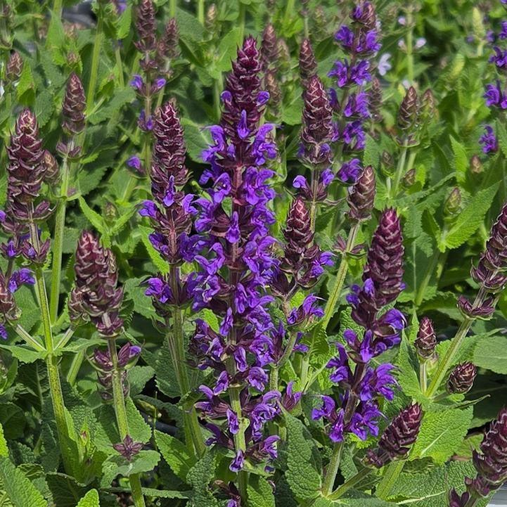 Salvia 'Violet Riot'  - Color Spires® Violet Riot Salvia