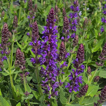 Salvia 'Violet Riot'  - Color Spires® Violet Riot Salvia