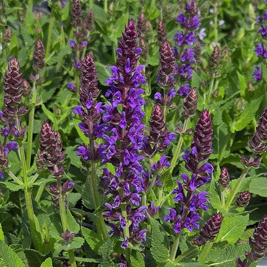 Salvia 'Violet Riot'  - Color Spires® Violet Riot Salvia