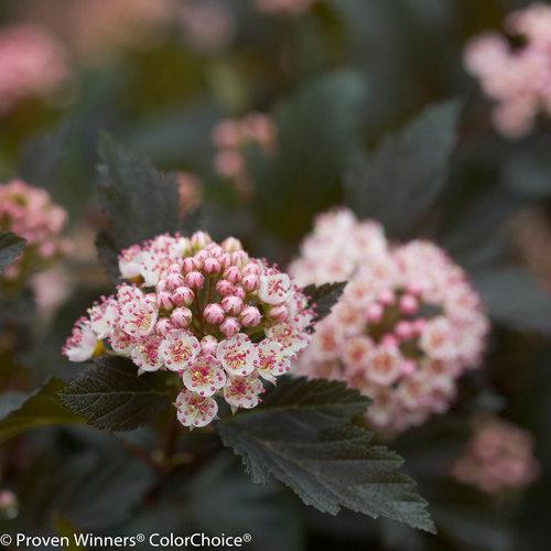 Physocarpus opulifolius 'Seward'  - Summer Wine® Ninebark