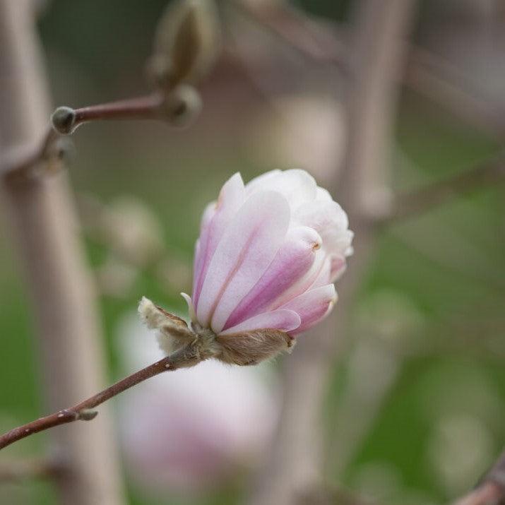 Magnolia stellata 'Centennial Blush'  - First Editions® Centennial Blush Star Magnolia