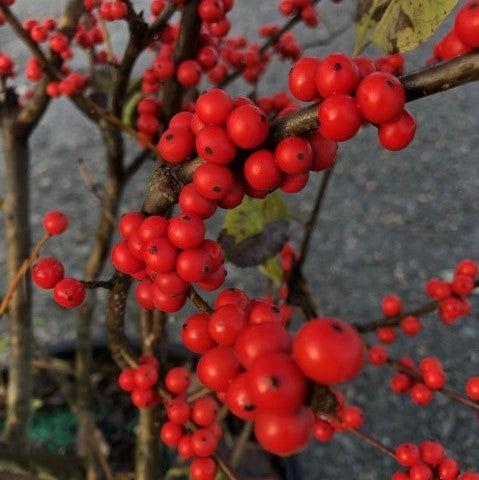 Ilex verticillata 'Winter Red'  - Winter Red Winterberry