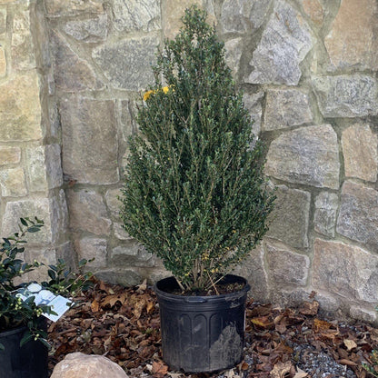 Ilex crenata 'Steeds'  - Steeds Upright Japanese Holly
