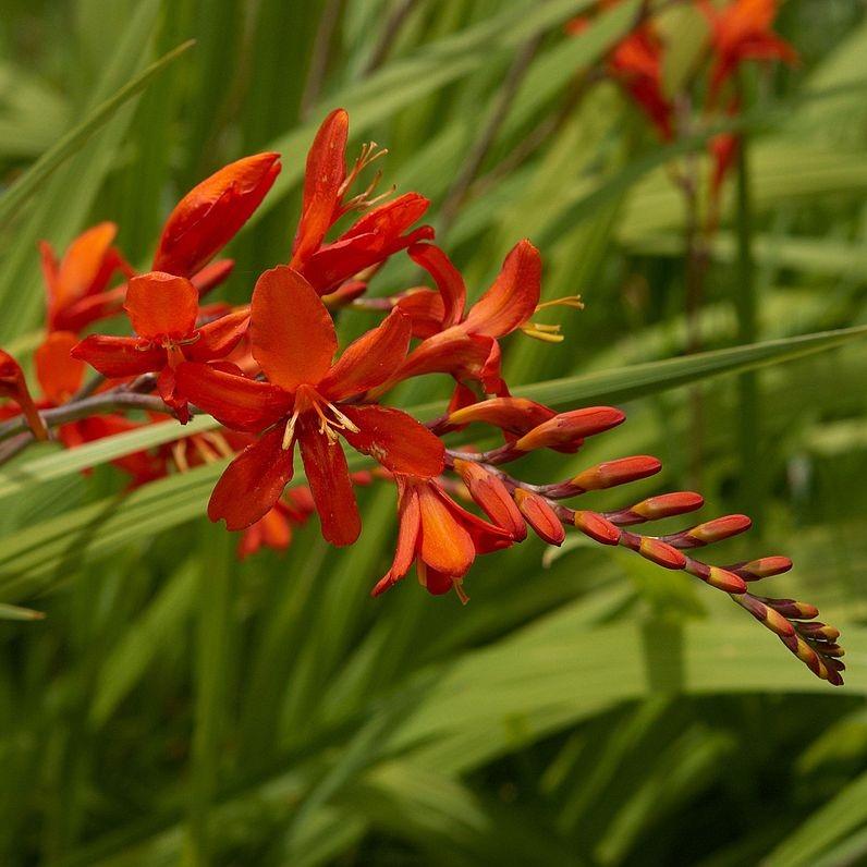 Crocosmia 'Lucifer'  - Lucifer Crocosmia