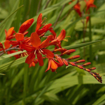 Crocosmia 'Lucifer'  - Lucifer Crocosmia