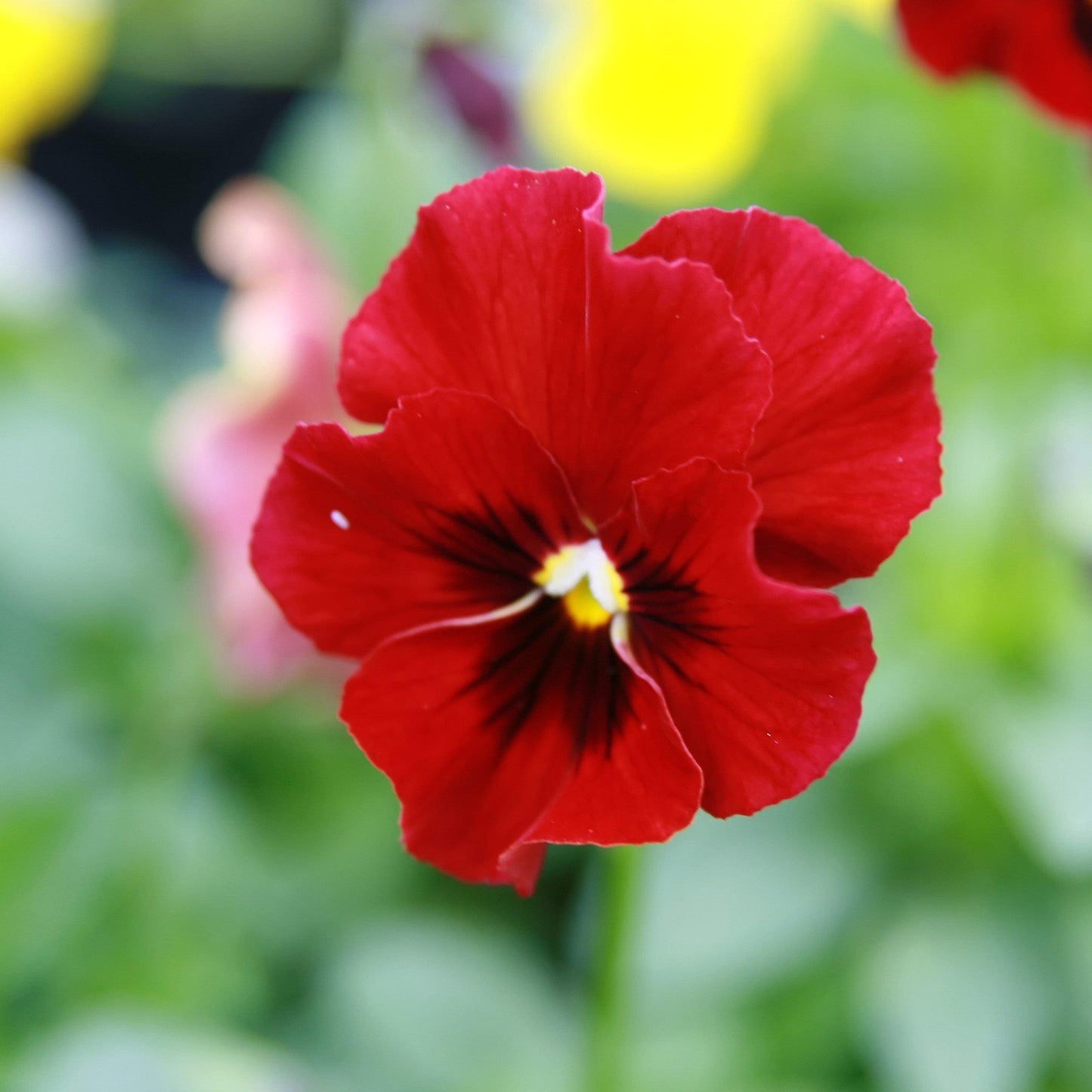 Viola cornuta 'Penny Red Blotch'  - Penny™ Red Blotch Viola