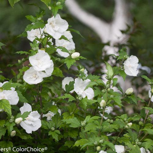 Hibiscus syriacus 'Notwoodtwo'  - White Chiffon® Rose of Sharon