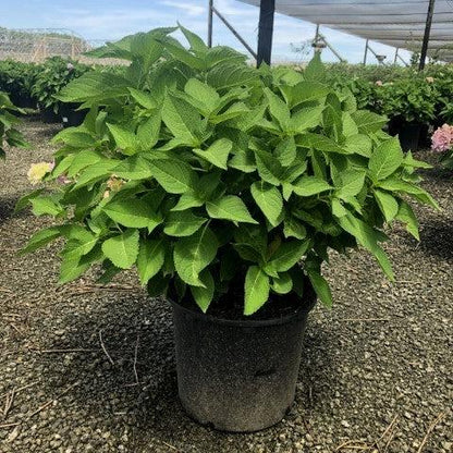 Hydrangea macrophylla 'Bailmer’  - Endless Summer® The Original Hydrangea