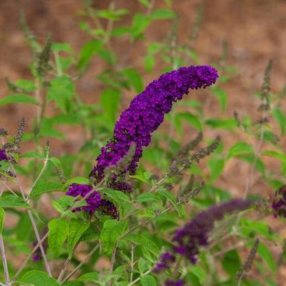 Buddleia davidii 'PIIBD-I' PP26,305  - First Editions® Groovy Grape™ Butterfly Bush